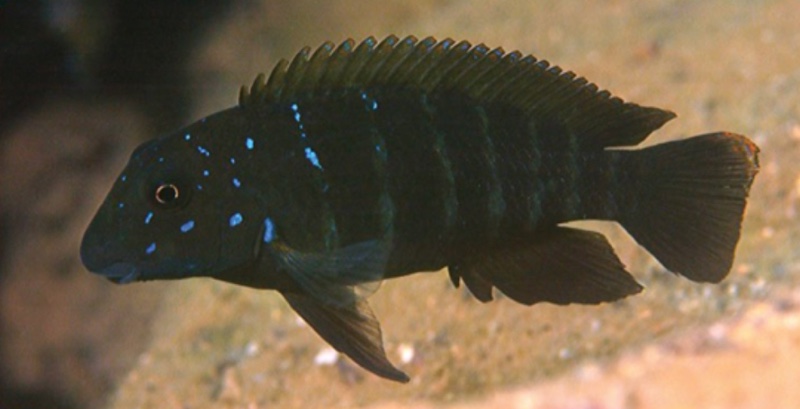 Eretmodus marksmithi 'Mucansi'